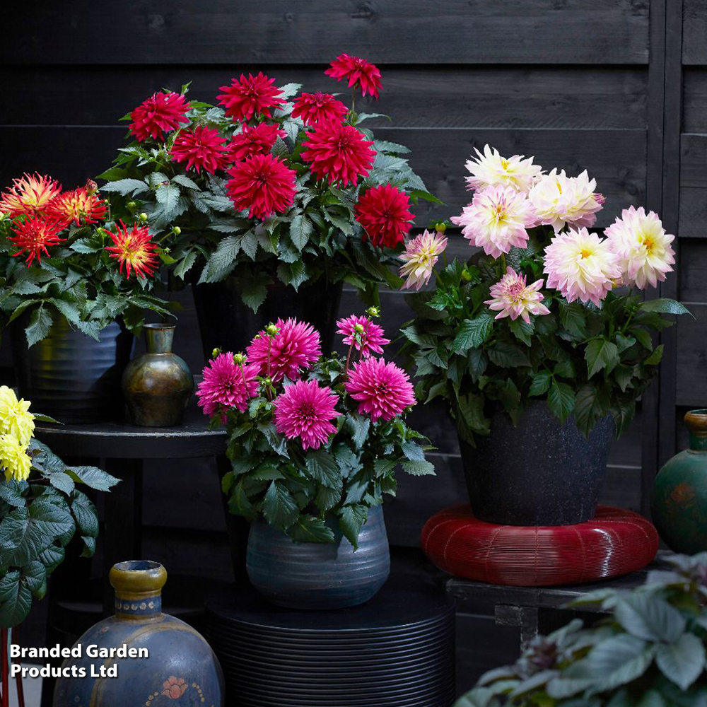 Dahlia Labella Grande Chocolate Collection image