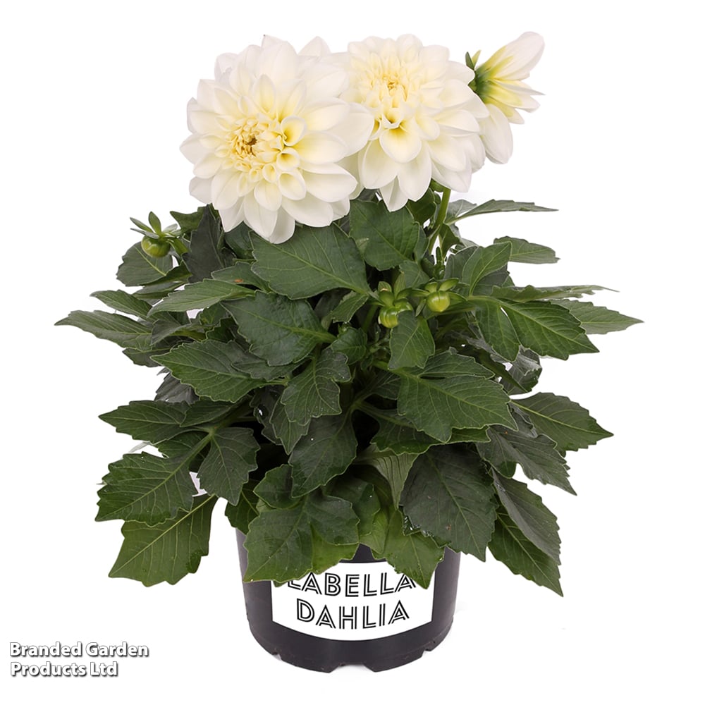 Dahlia 'LaBella Medio White' image