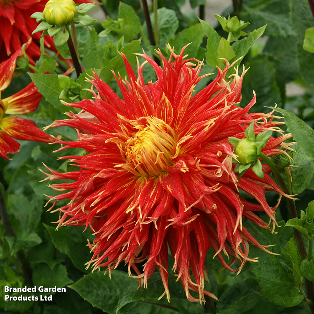 Dahlia 'Show 'N' Tell' image
