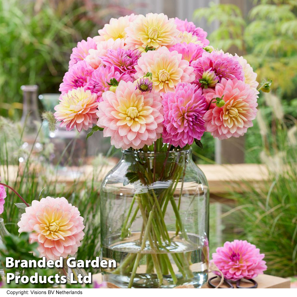 Dahlia 'Tropical Sheer Heaven' image