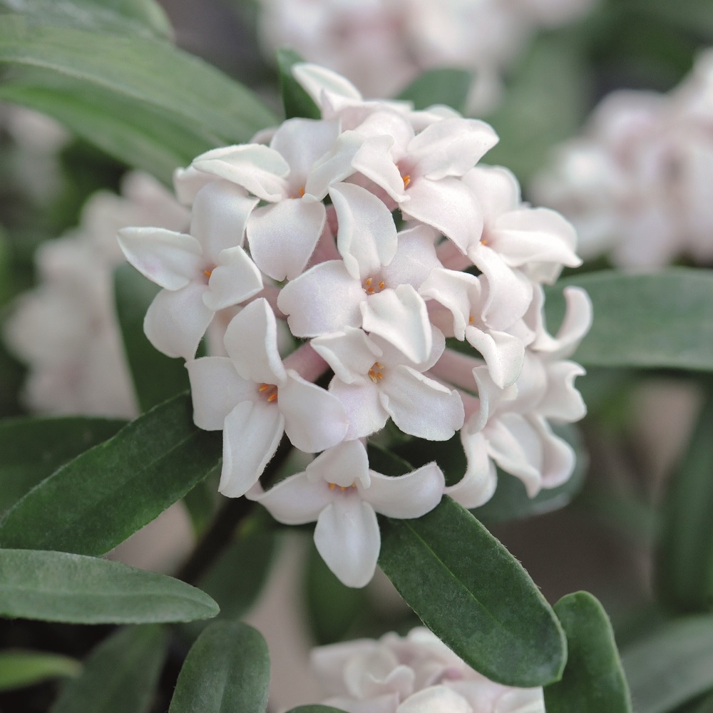 Daphne 'Eternal Fragrance' image