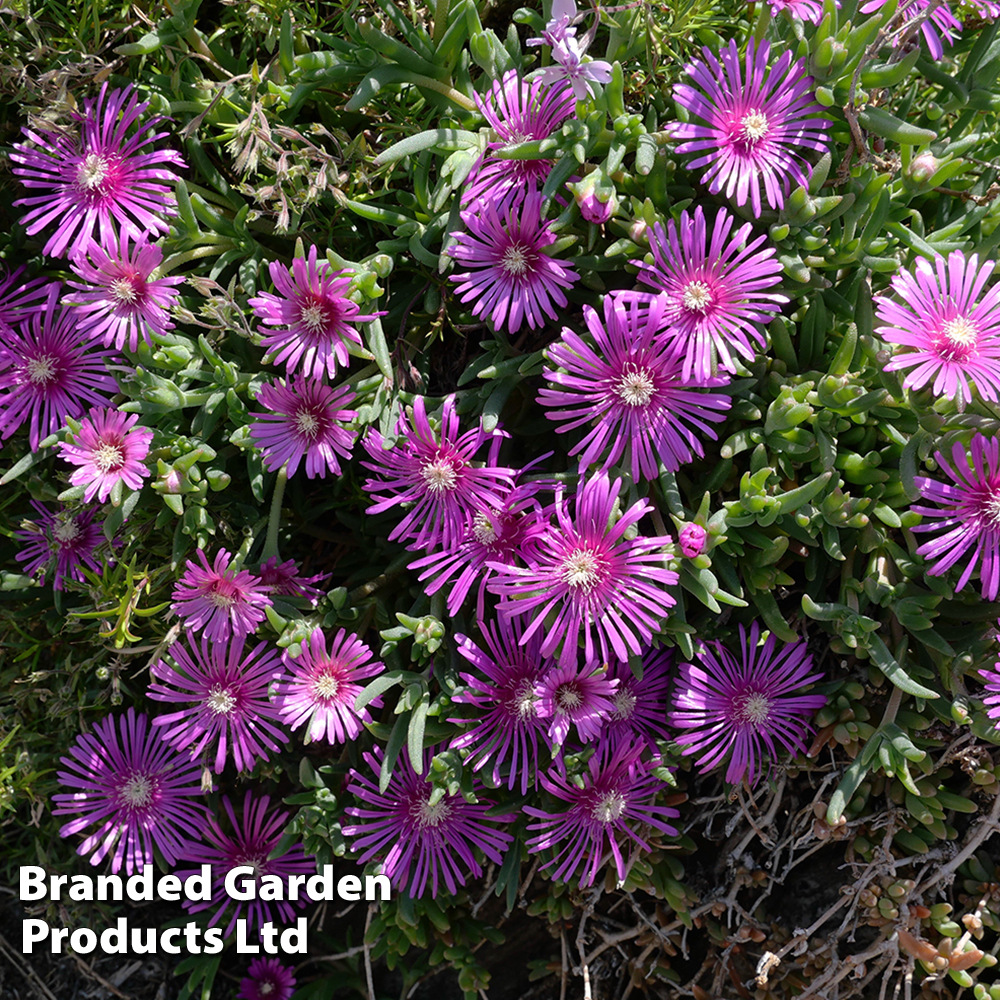 Delosperma 'Table Mountain' image