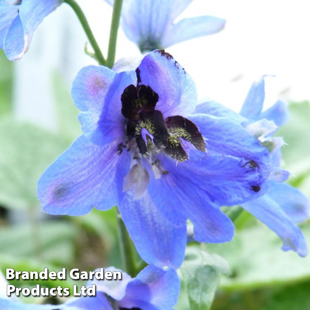 Delphinium 'Blue Jay' image