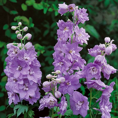 Delphinium 'Cameliard' (Pacific Hybrid) image