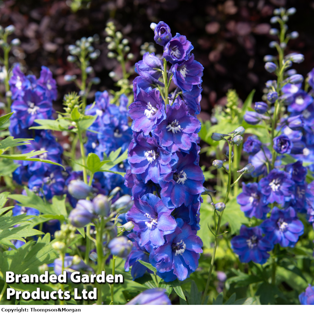 Delphinium 'Guardian Blue' image