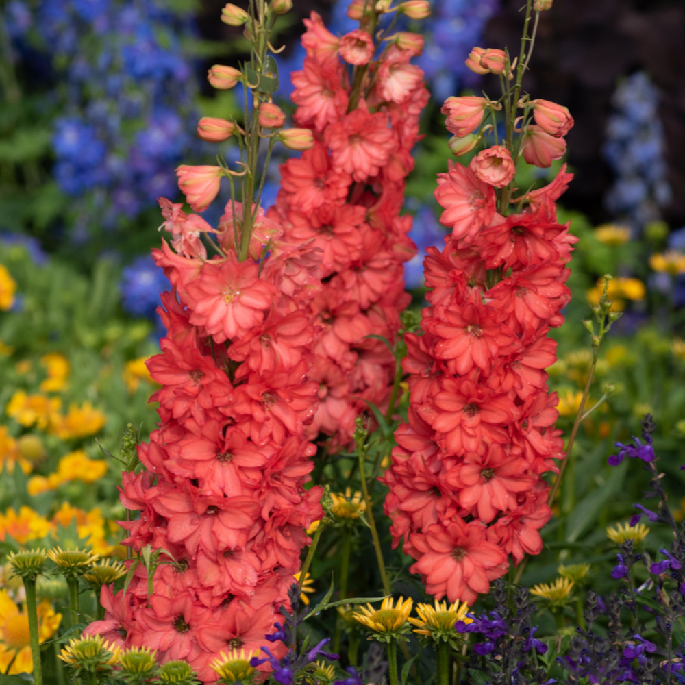 Delphinium 'Red Lark' image