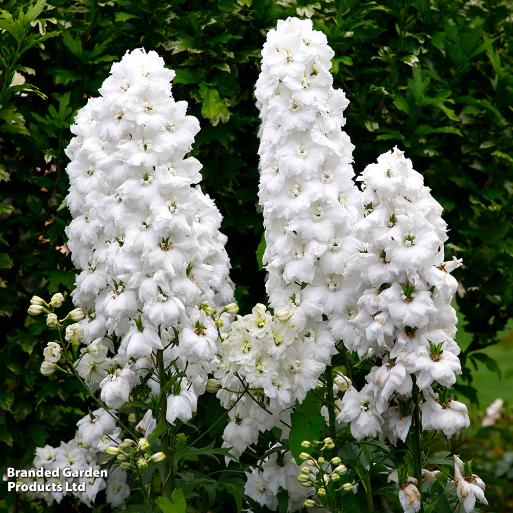 Delphinium 'Magic Fountains Pure White' image