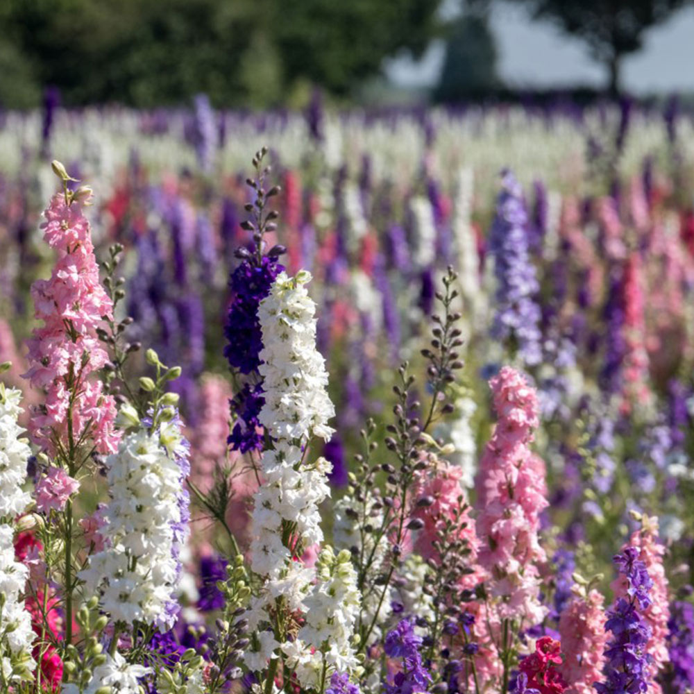 Delphinium 'Mixed' image