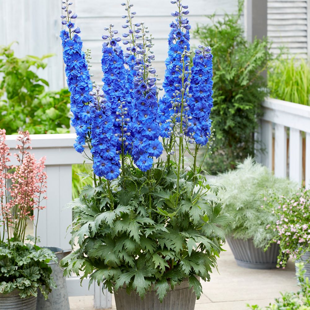 Delphinium elatum 'Paramo Azul' image