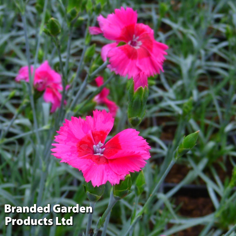 Dianthus 'Cosmopolitan' image