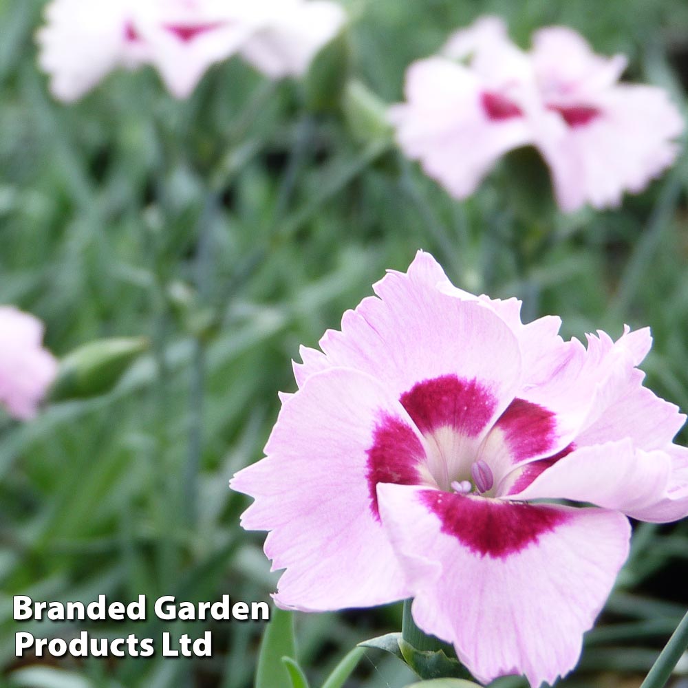 Dianthus 'Cherry Daiquiri' image