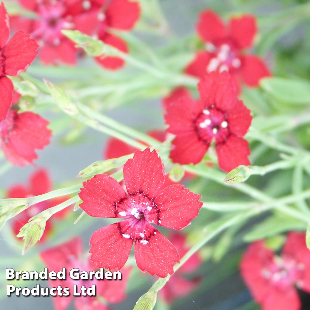 Dianthus 'Fusilier' image