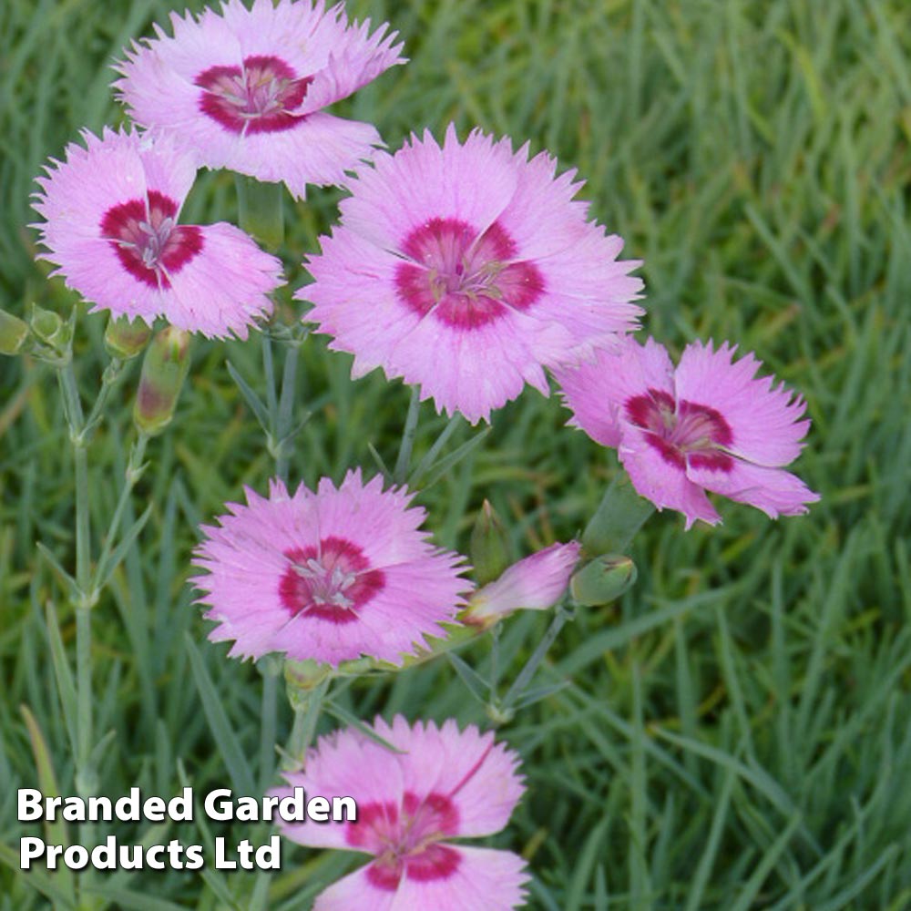 Dianthus 'Shirley Temple' image