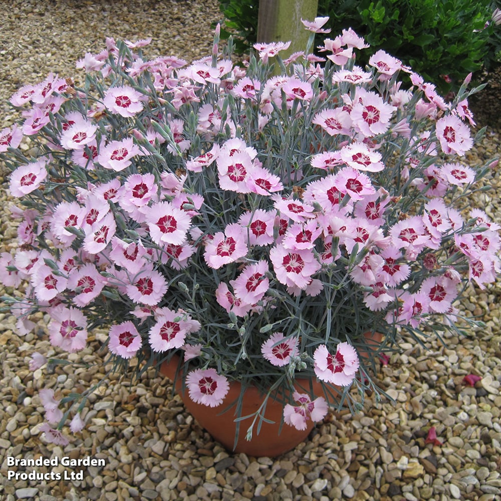 Dianthus 'Scent from Heaven Angel Of Peace' image