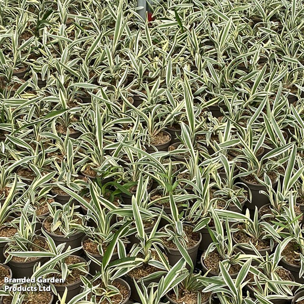 Dianella tasmanica 'Destiny' image