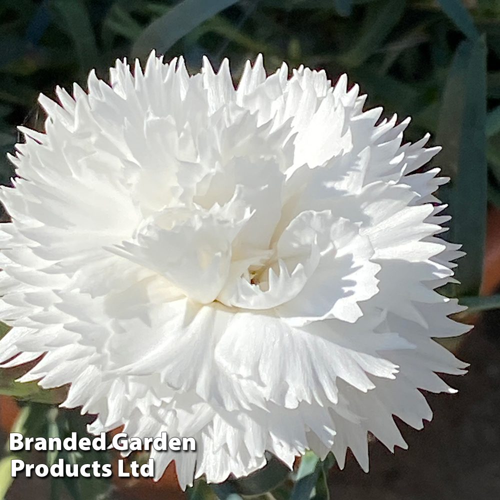 Dianthus 'White' image