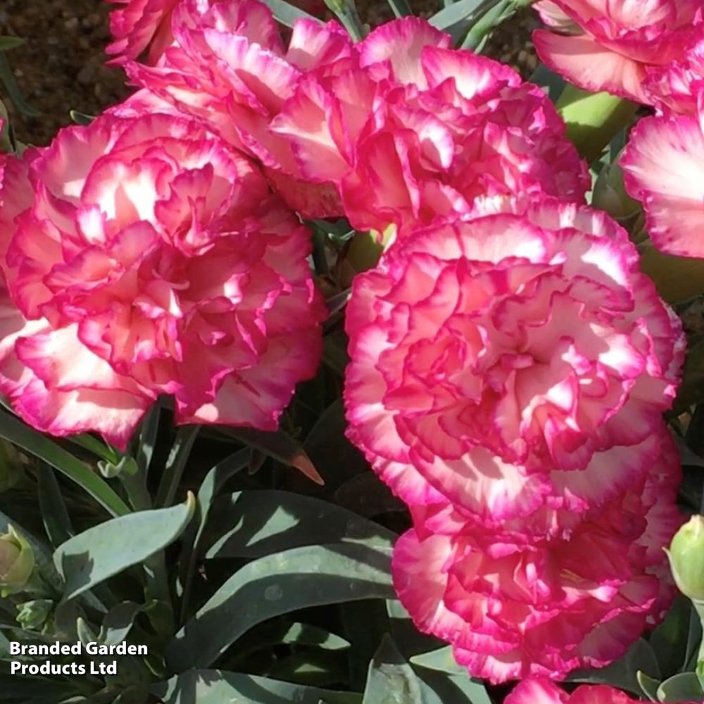 Dianthus caryophyllus 'Flow® Glen Bay' image