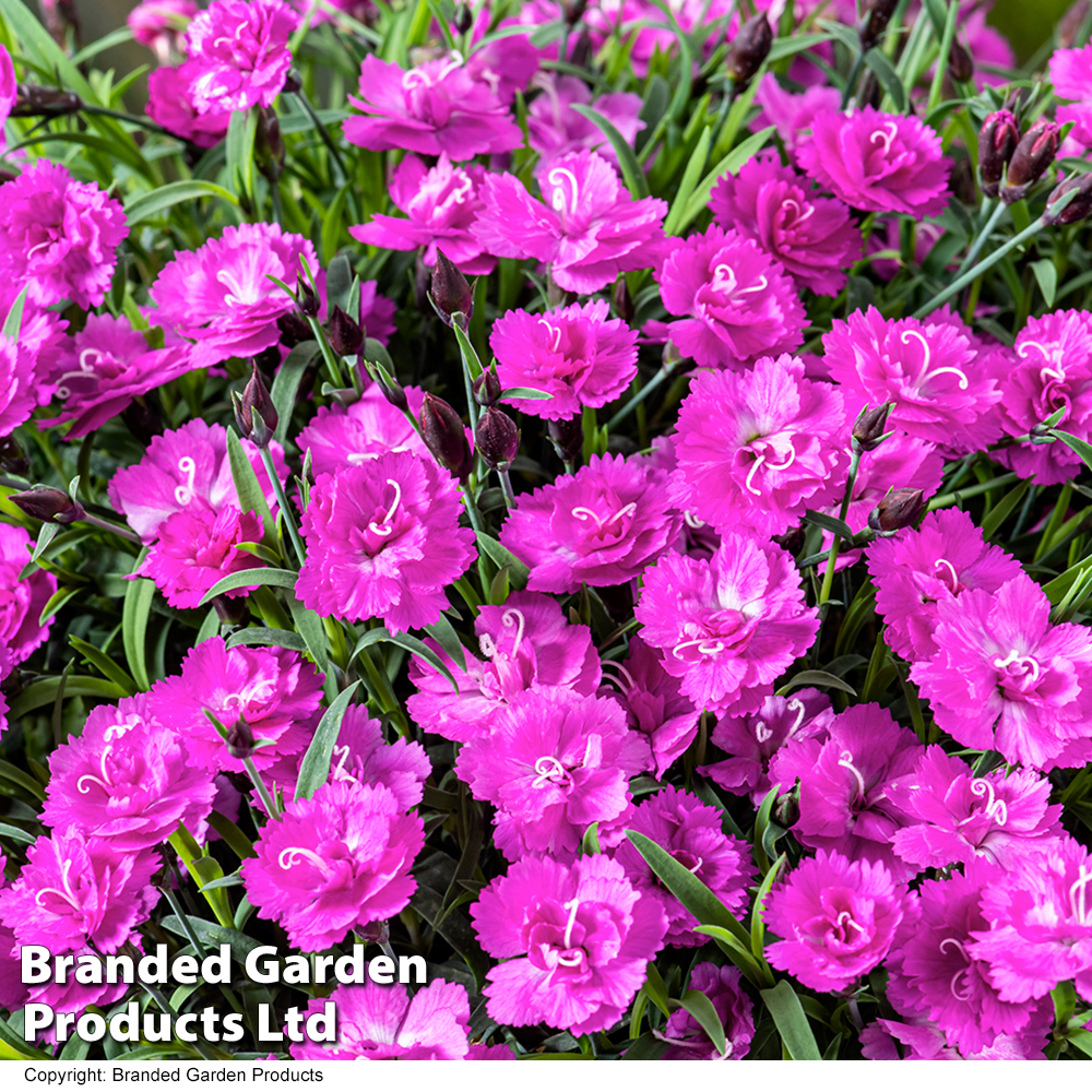 Dianthus 'Mountain Frost Pink PomPom' image