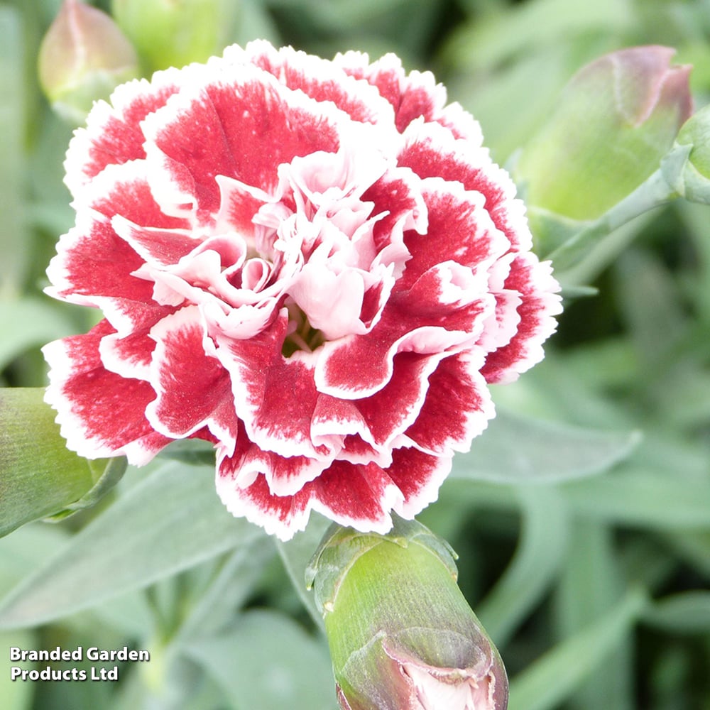 Dianthus plumarius 'Sugar Raspberry' image