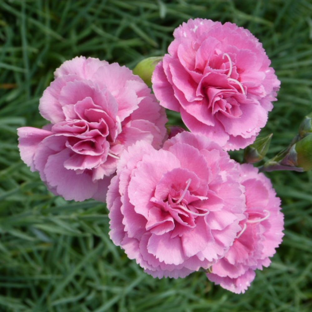 Dianthus 'Valda Wyatt' image