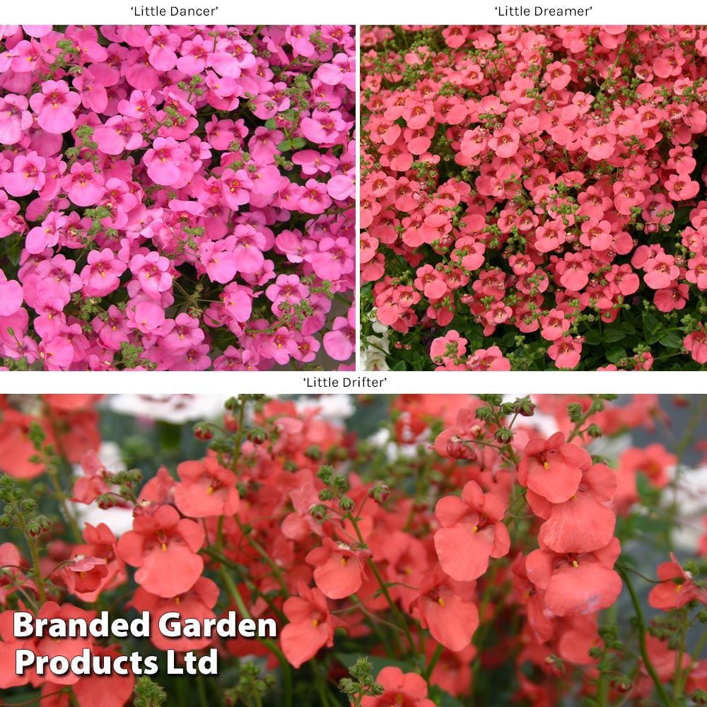 Diascia Little Series image