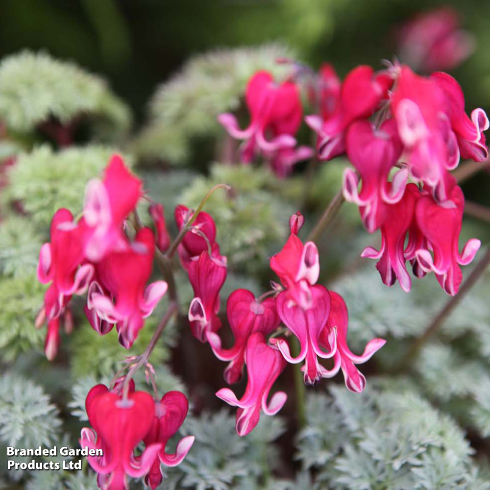 Dicentra 'Burning Hearts' image