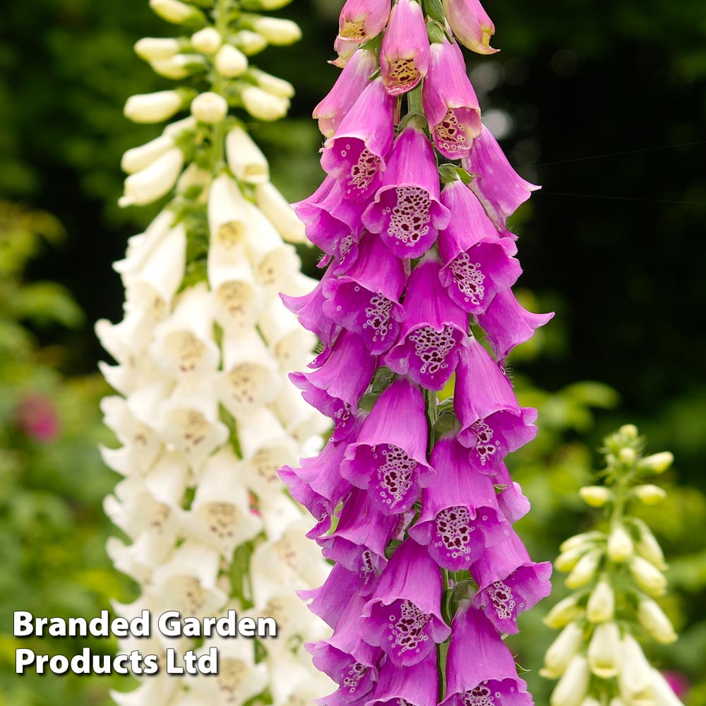 Foxglove Excelsior Hybrids Dobies