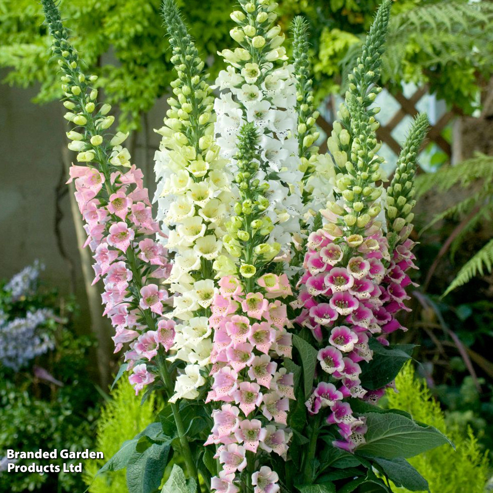 Digitalis 'Candy Mountain Mixed' - Seeds image