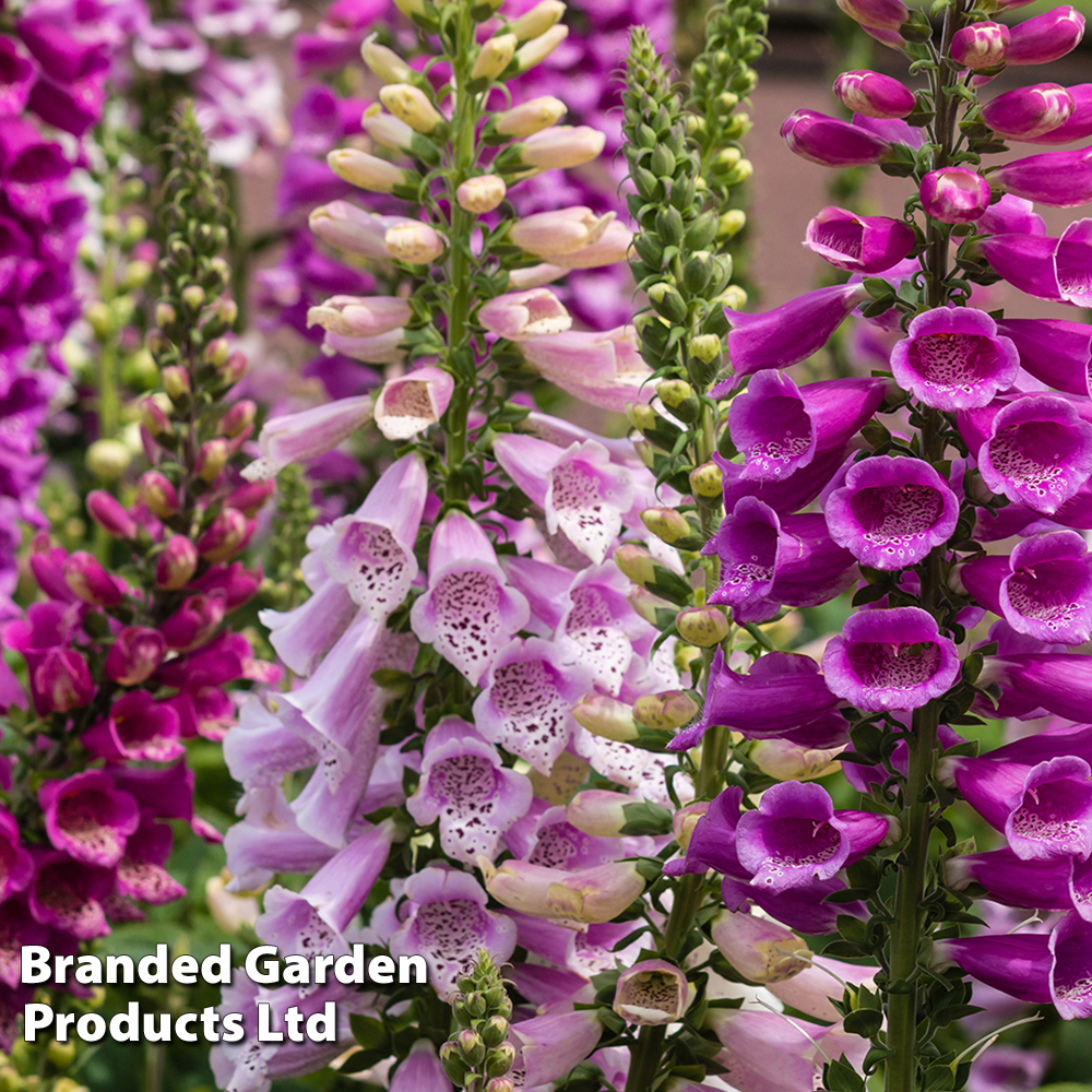 Foxglove 'Dalmatian Mixed' image