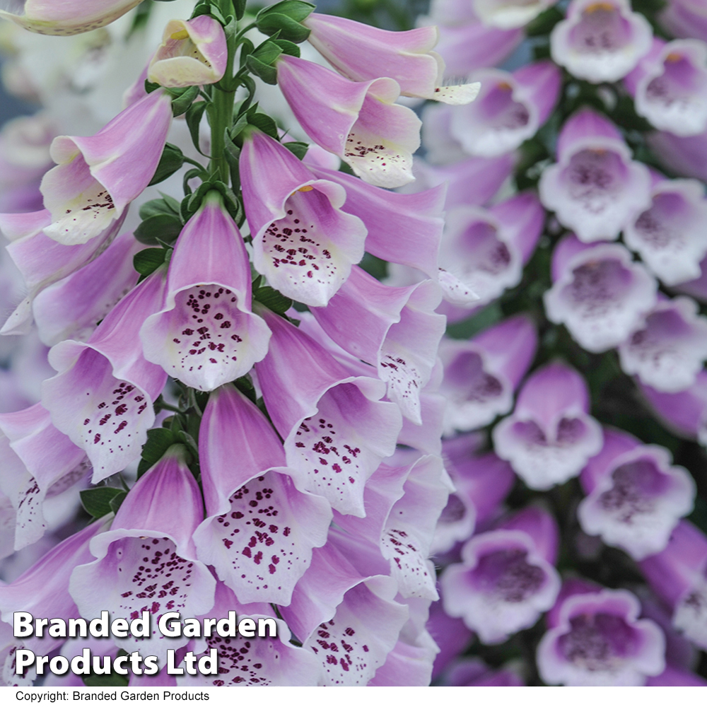 Digitalis 'Dalmation Rose' image