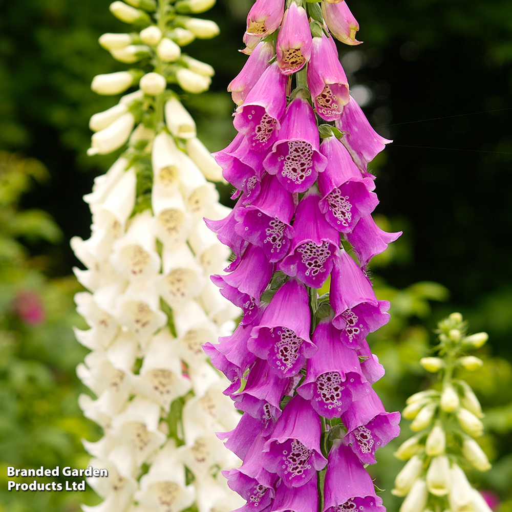 Digitalis 'Excelsior Strain' - Seeds image