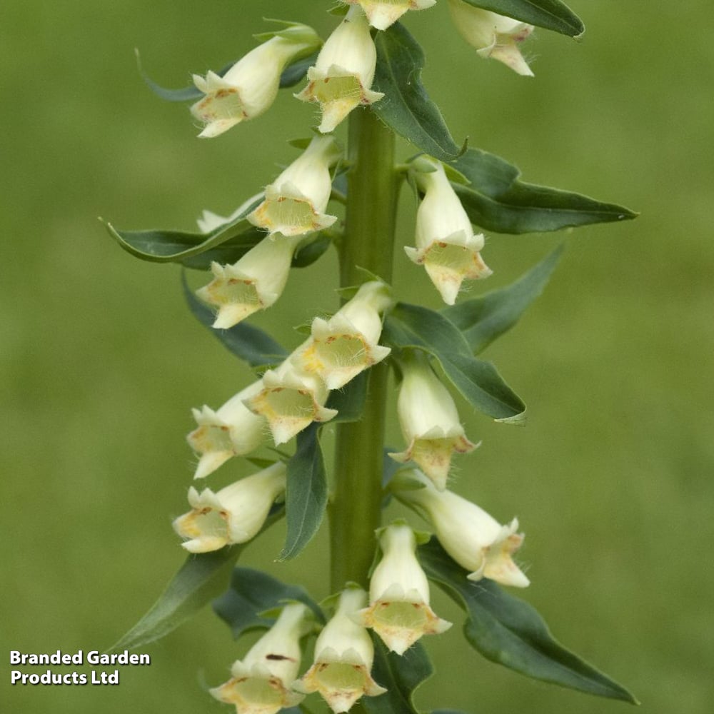 Foxglove lutea image