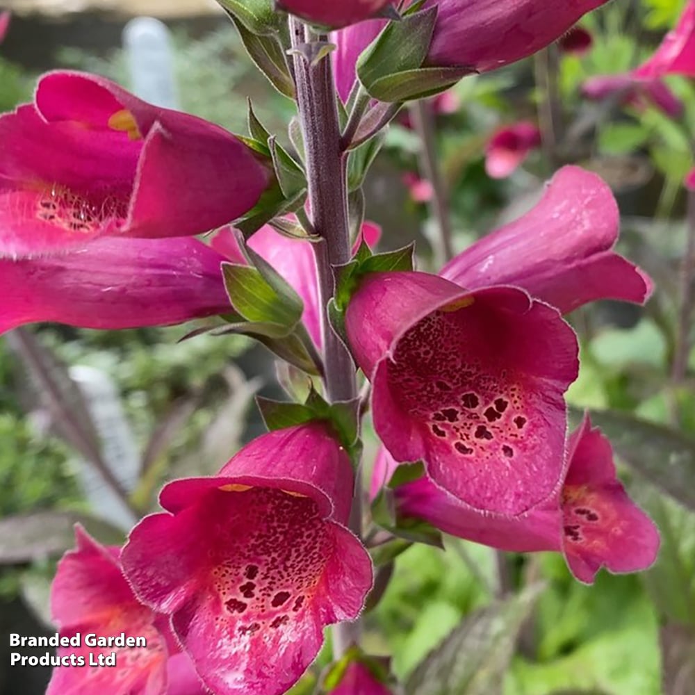 Foxglove 'Foxlight Plum Gold' image