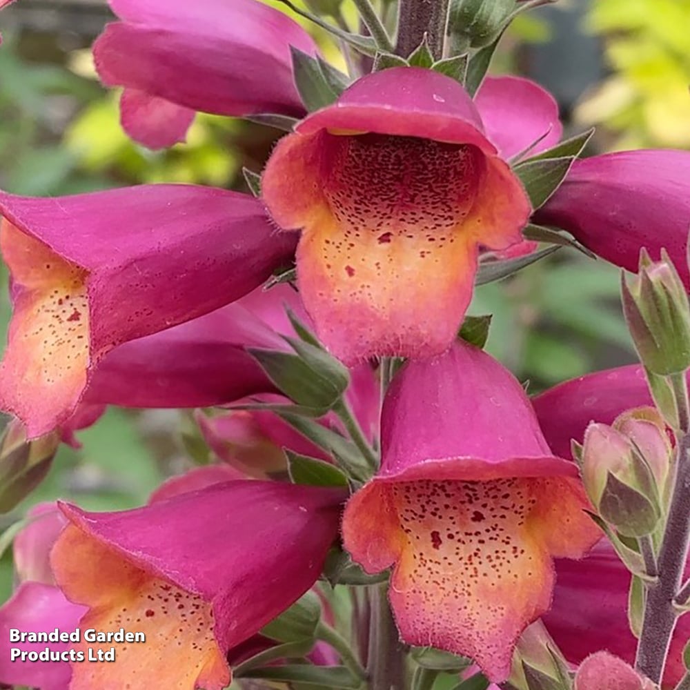 Foxglove 'Foxlight Ruby Glow' image