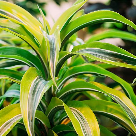 Dracaena fragrans (Deremensis Group) 'Lemon Lime' image