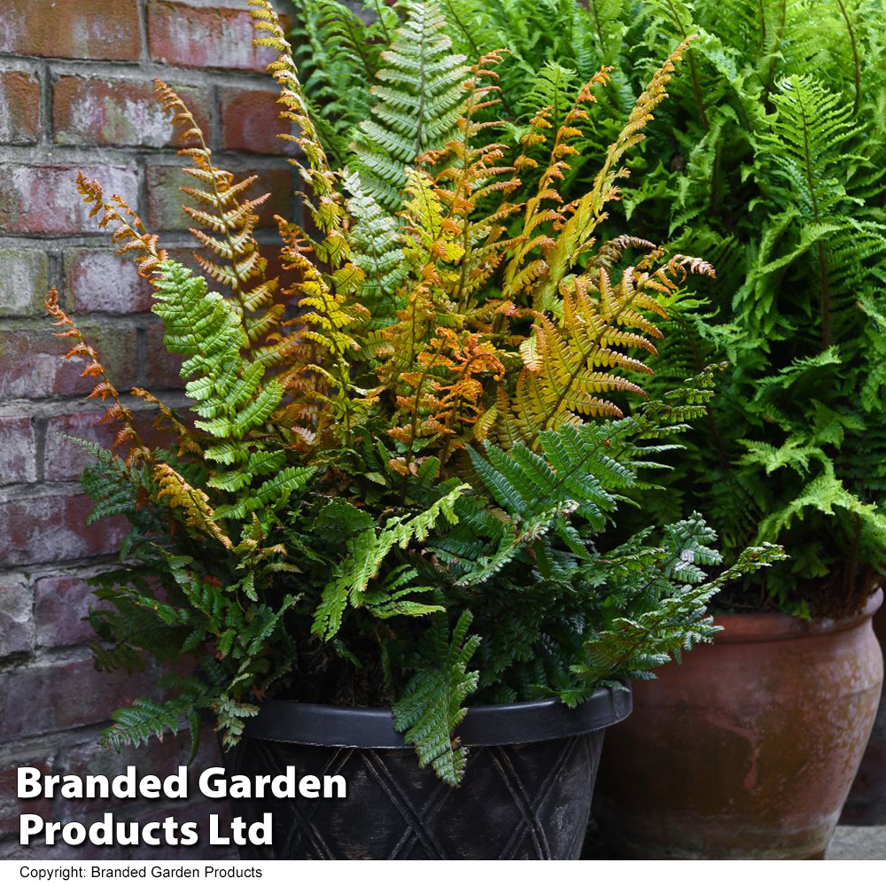 Dryopteris wallichiana 'Jurassic Gold' image