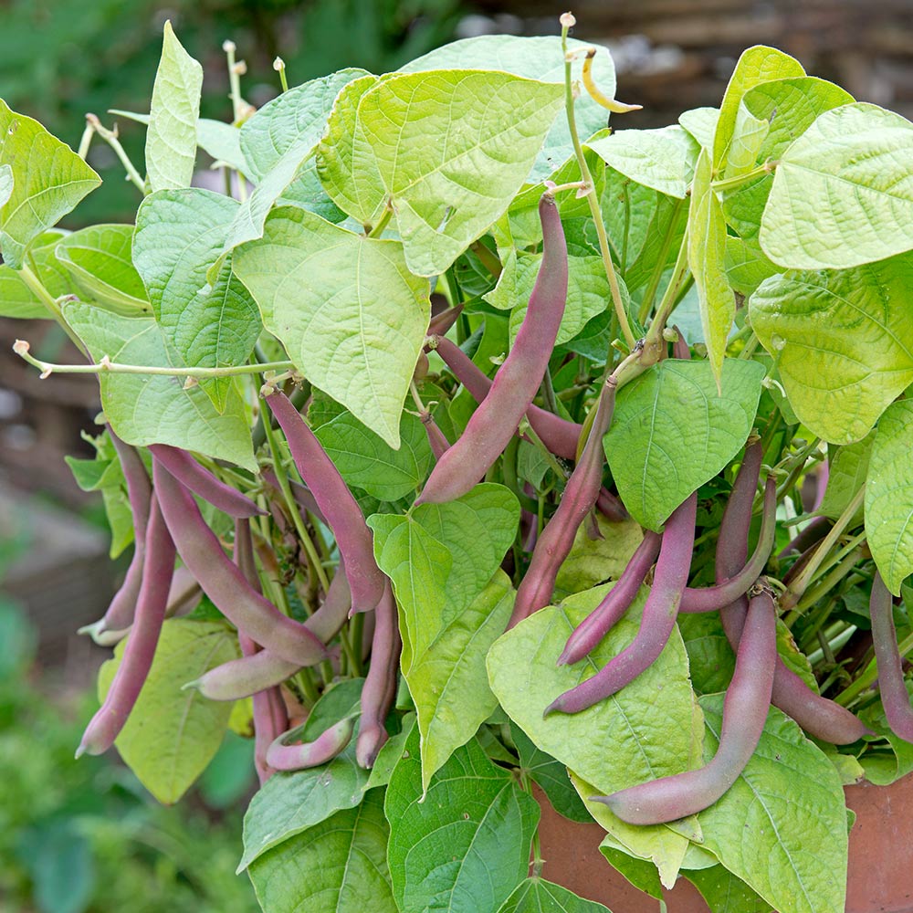 Bean (Dwarf French) Seeds - Red Swan image