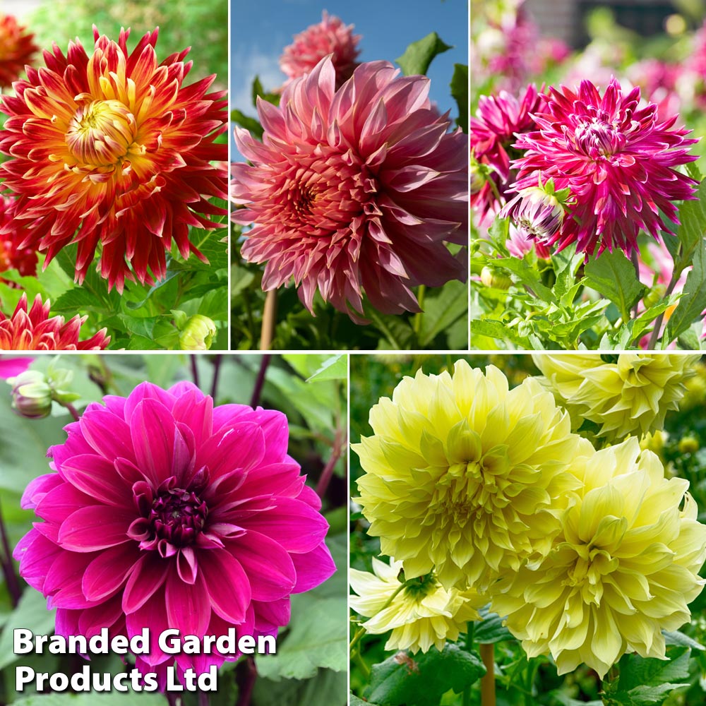 Dahlia 'Delightful Dinner Plate Collection' image