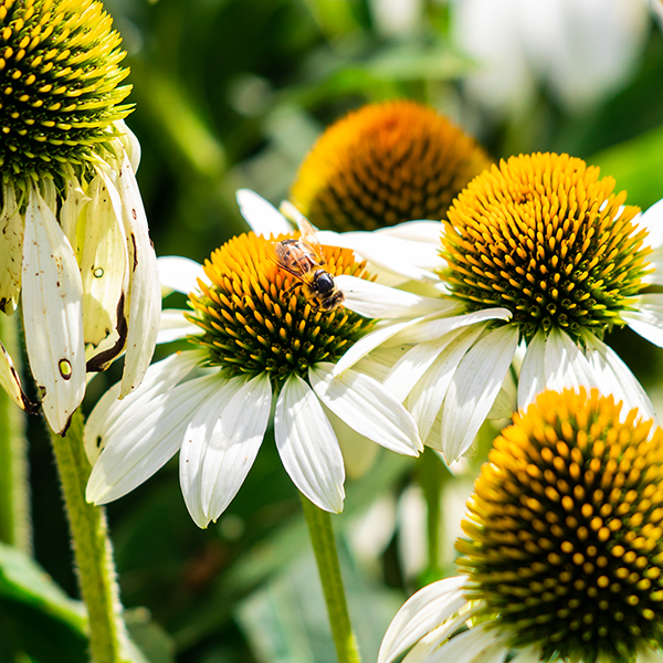 Echinacea purpurea 'Primadonna White' image