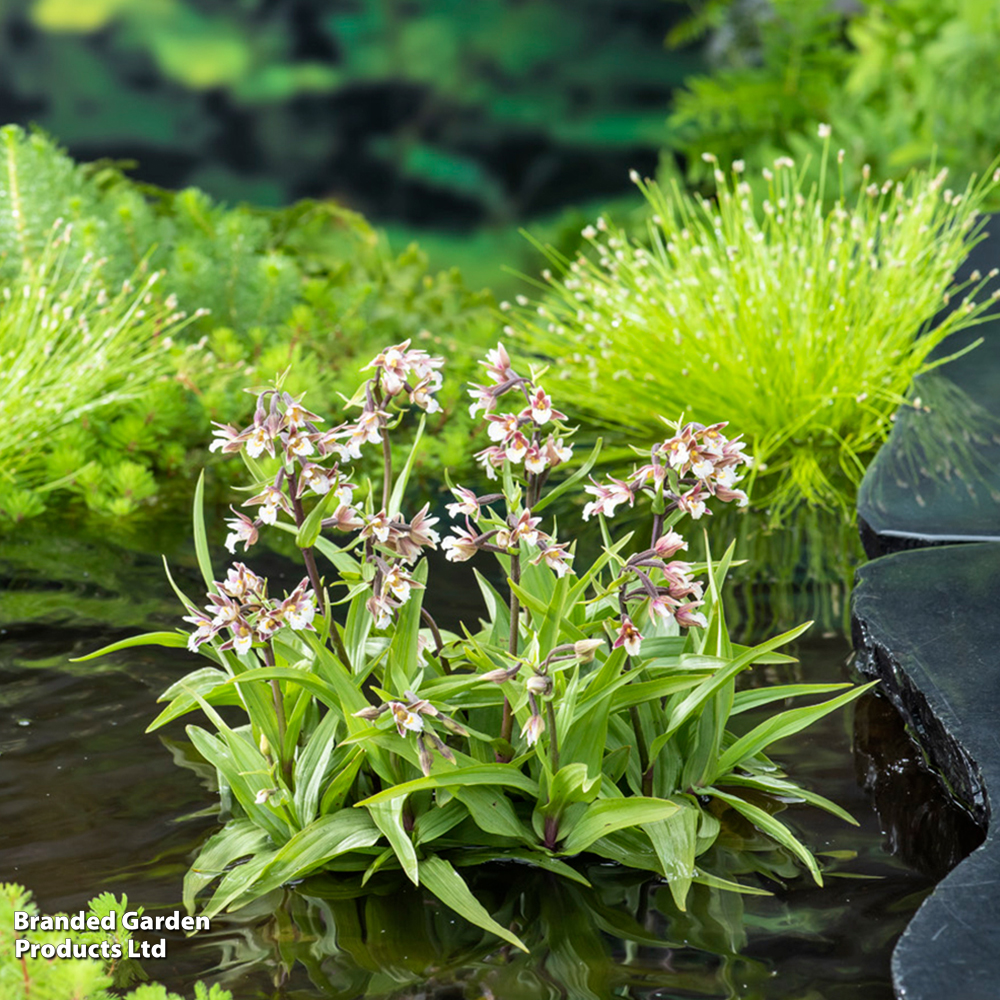 Epipactis palustris (Marginal Aquatic) image