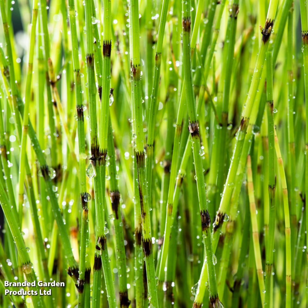 Equisetum fluviatile (Marginal Aquatic) image