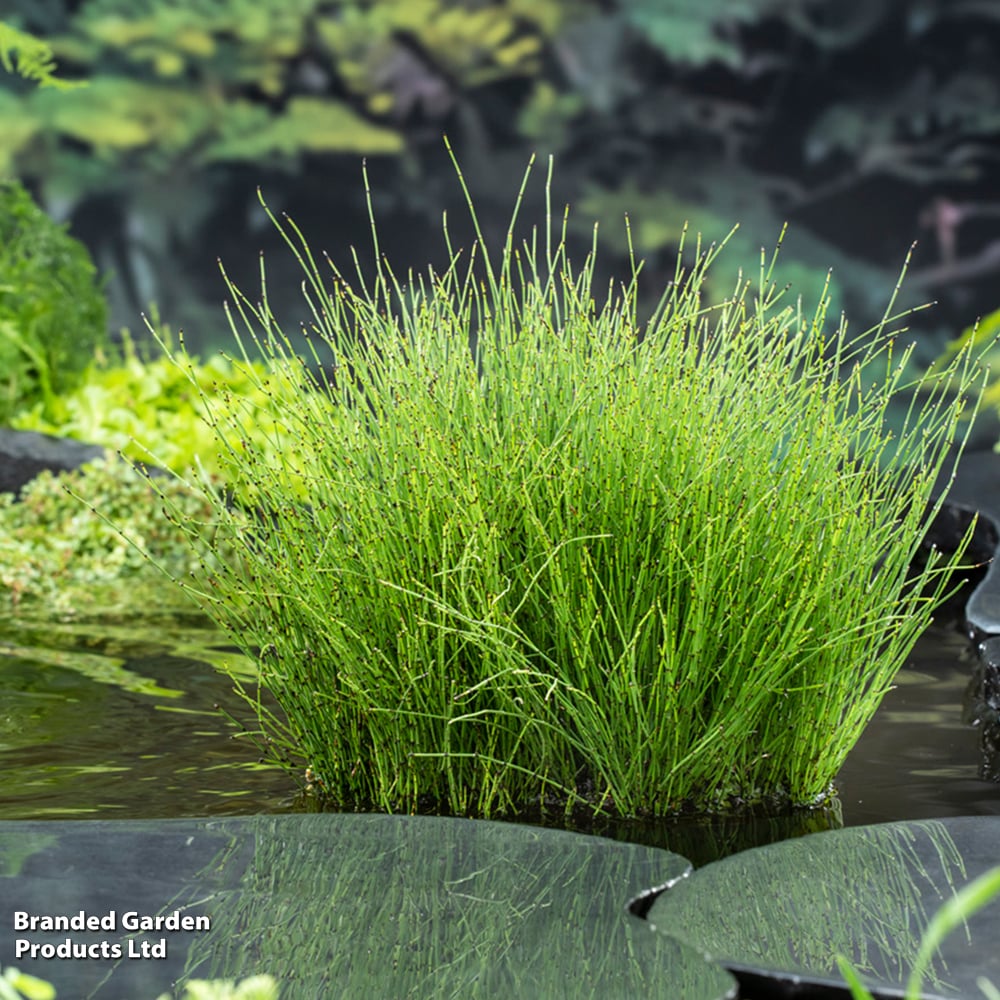 Equisetum scirpoides (Marginal Aquatic) image