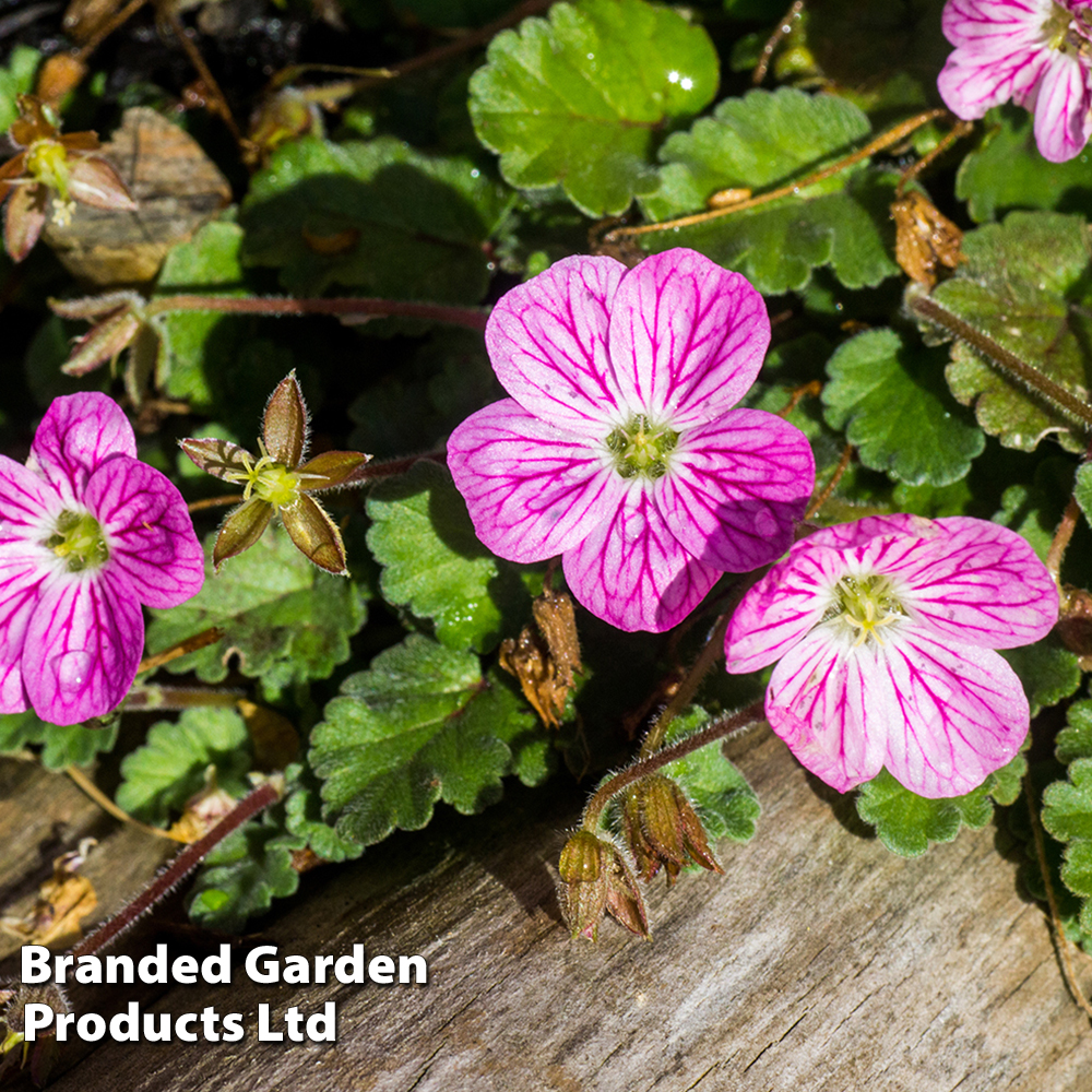 Erodium variabile 'Bishop's Form' from Dobies