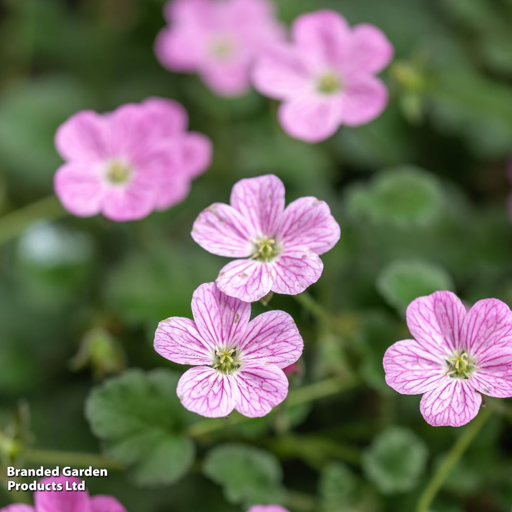 Erodium x variabile 'Flore Plenum' image