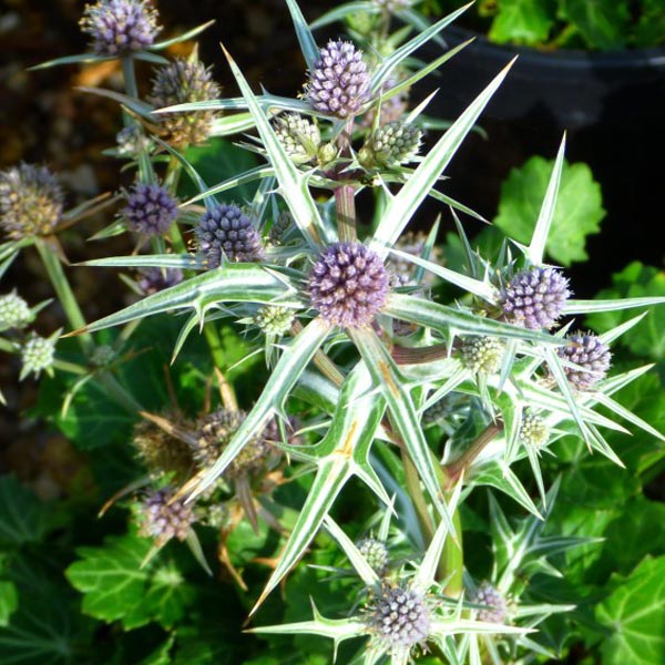 Eryngium variifolium Miss Marbel image