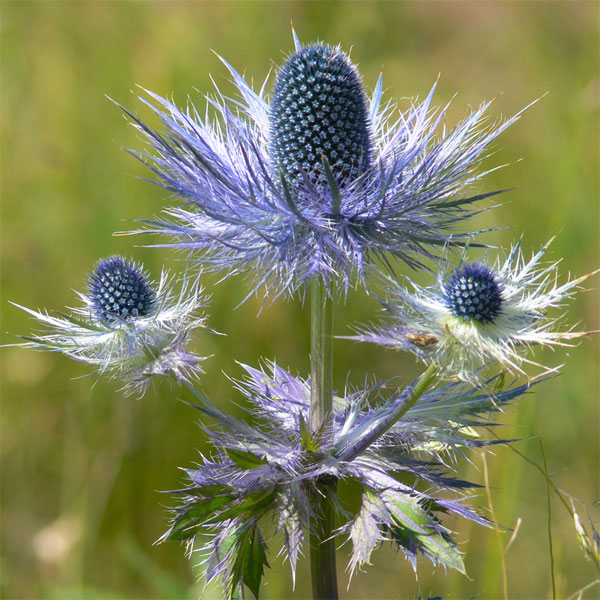 Eryngium Alpinum image