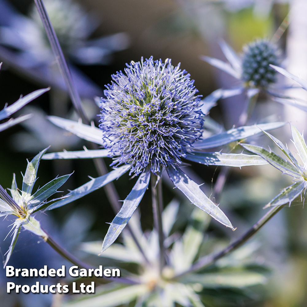 Eryngium planum 'Blue Hobbit' image