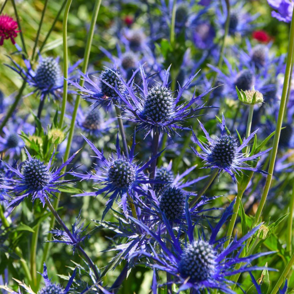 Eryngium 'Blue Steel' image