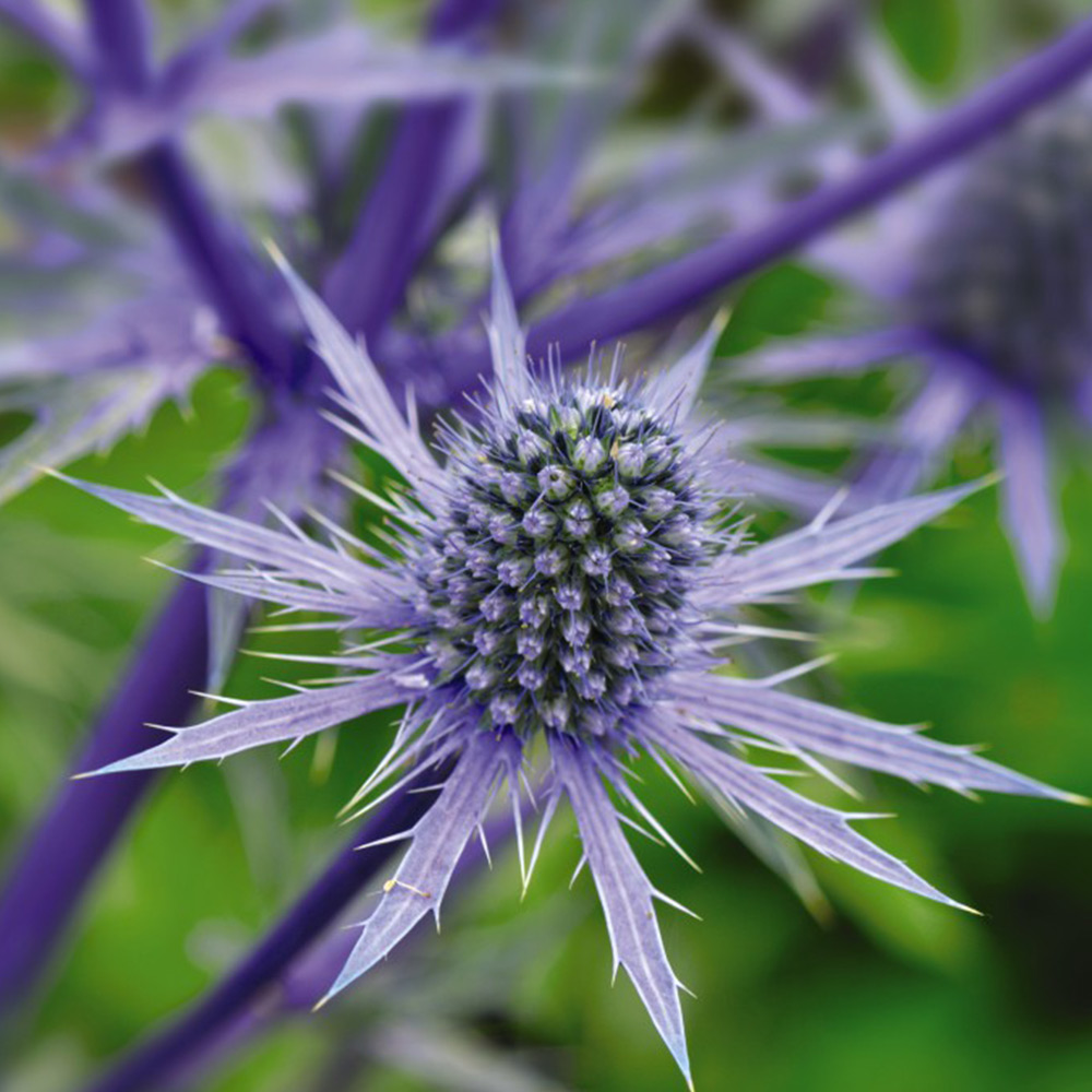 Eryngium Planum image