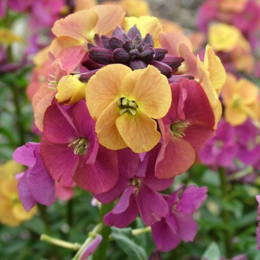 Erysimum 'Artist Paintbox' image